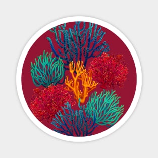 Corals Magnet